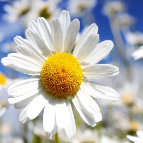 Meet your Posher, Jodi - Picture 1 of 1